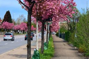 Münchner Straße mit Kirschbäumen